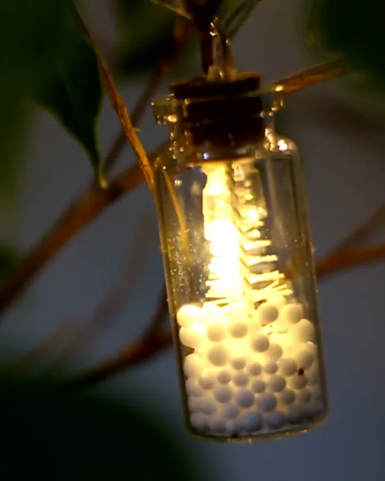 Image d'ambiance : deux petits pots de verre qui s'allument dans un feuillage, le soir