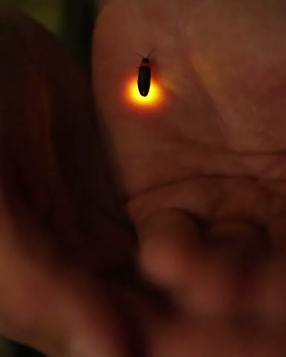 Image d'ambiance : une luciole allumée au creux d'une main, le soir