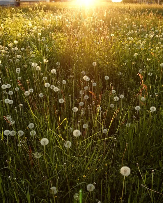 Image d'ambiance : un champ d'aigrettes de pissenlit au soleil