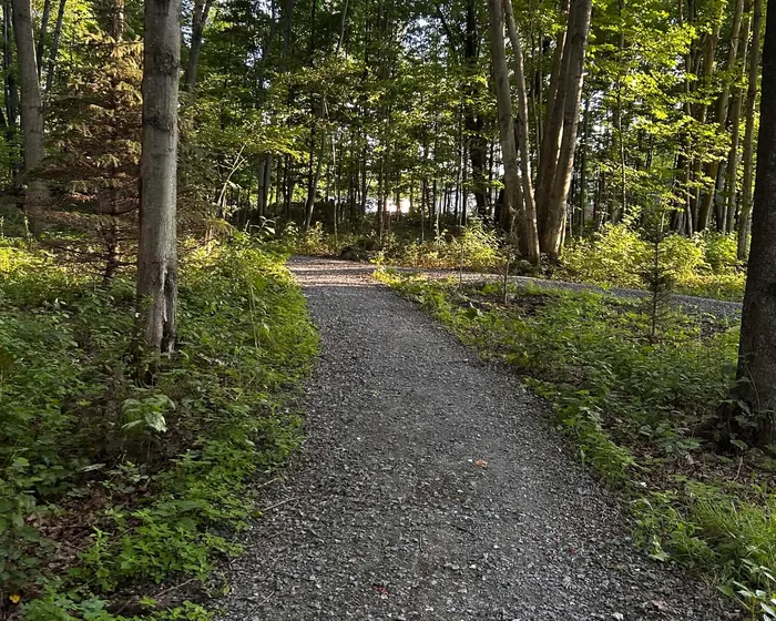 Un chemin en forêt, la lumière du soir entre les arbres